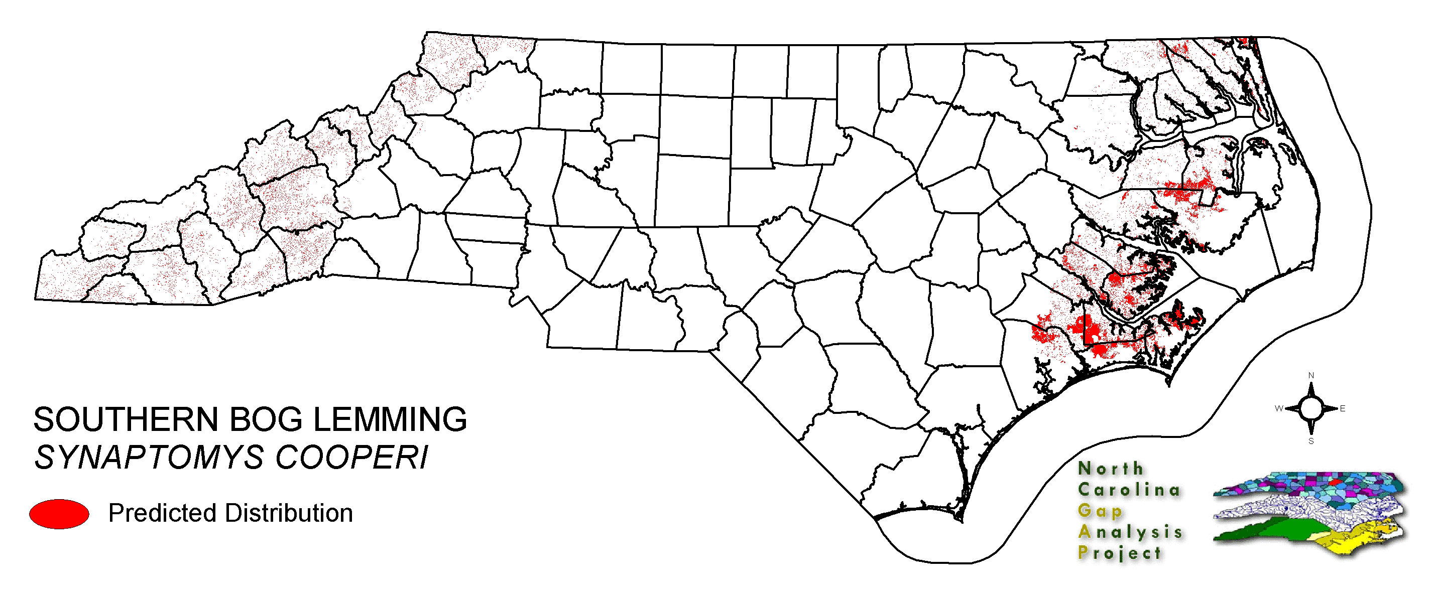 southern bog lemming