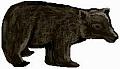 Bear clip art