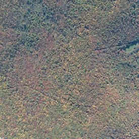 Digital aerial photograph recorded during leaf change in a flatter area.